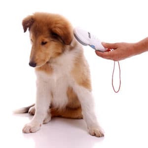 dog getting scanned with rfid reader